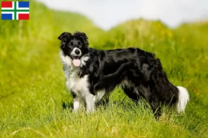 Lees meer over het artikel Border Collie fokkers en pups in Groningen