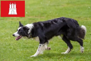 Lees meer over het artikel Border Collie fokkers en pups in Hamburg