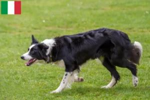 Lees meer over het artikel Border Collie fokkers en pups in Italië