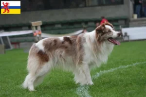 Lees meer over het artikel Border Collie fokkers en pups in Limburg