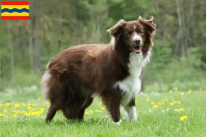 Lees meer over het artikel Border Collie fokkers en pups in Overijssel