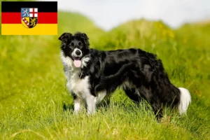 Lees meer over het artikel Border Collie fokkers en pups in Saarland