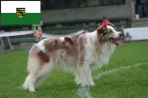 Lees meer over het artikel Border Collie fokkers en pups in Saksen
