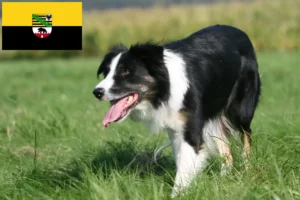 Lees meer over het artikel Border Collie fokkers en pups in Saksen-Anhalt