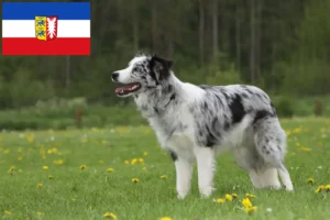 Lees meer over het artikel Border Collie fokkers en pups in Sleeswijk-Holstein