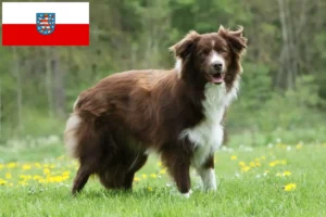 Lees meer over het artikel Border Collie fokkers en pups in Thüringen