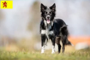 Lees meer over het artikel Border Collie fokkers en pups in Zuid-Holland