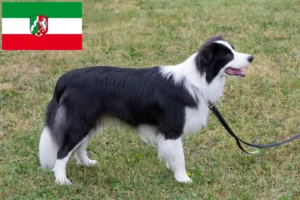 Lees meer over het artikel Border Collie fokkers en pups in Noordrijn-Westfalen