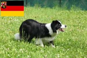 Lees meer over het artikel Border Collie fokkers en pups in Rijnland-Palts