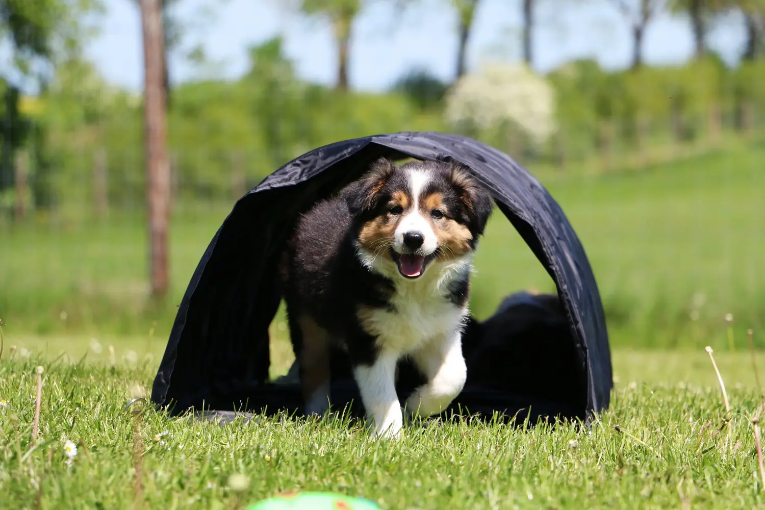 Een Border Collie puppy kopen betekent verantwoordelijkheid nemen! Border Collie puppy kopen.