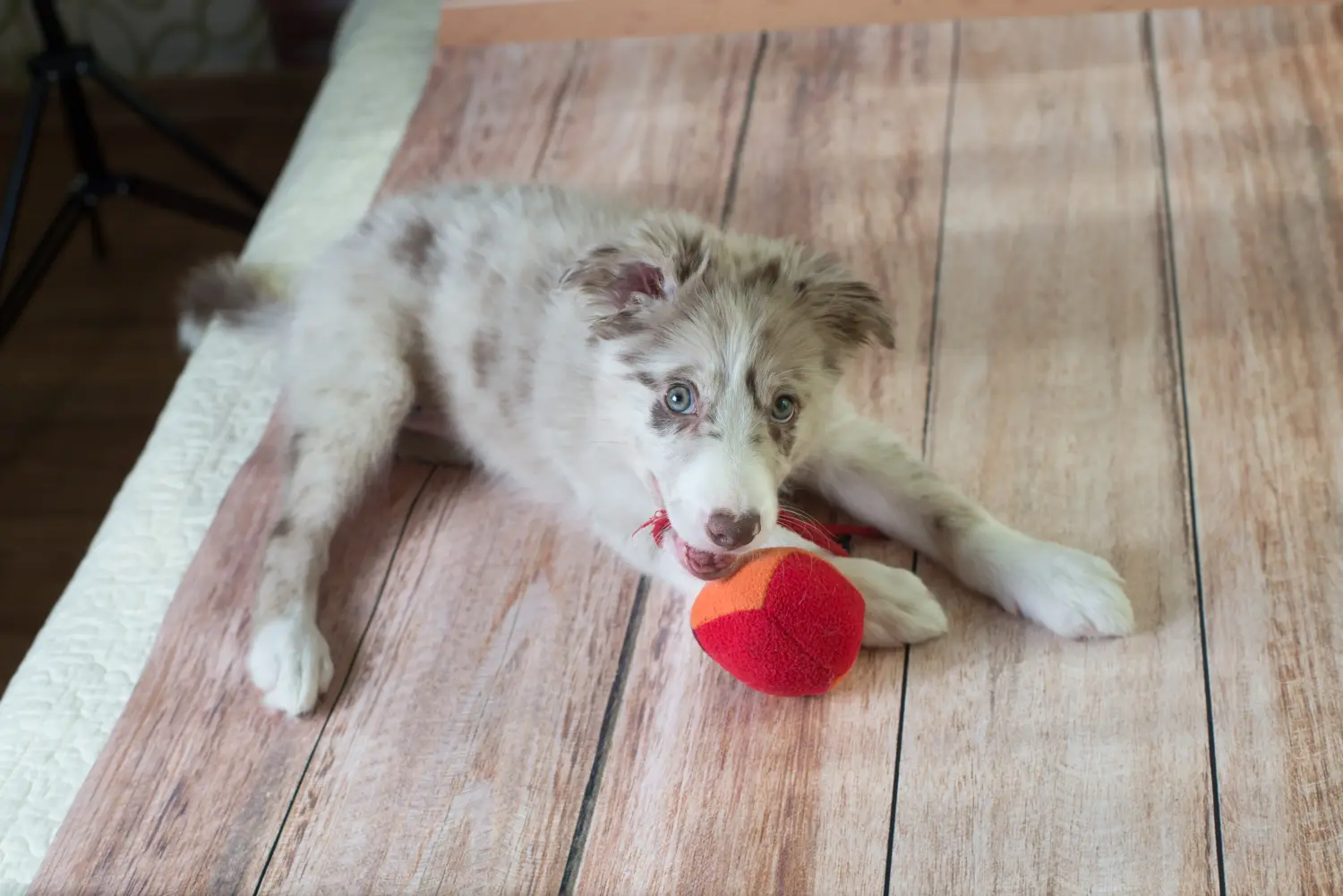 Een Border Collie puppy kopen betekent verantwoordelijkheid nemen! Border Collie puppy kopen.