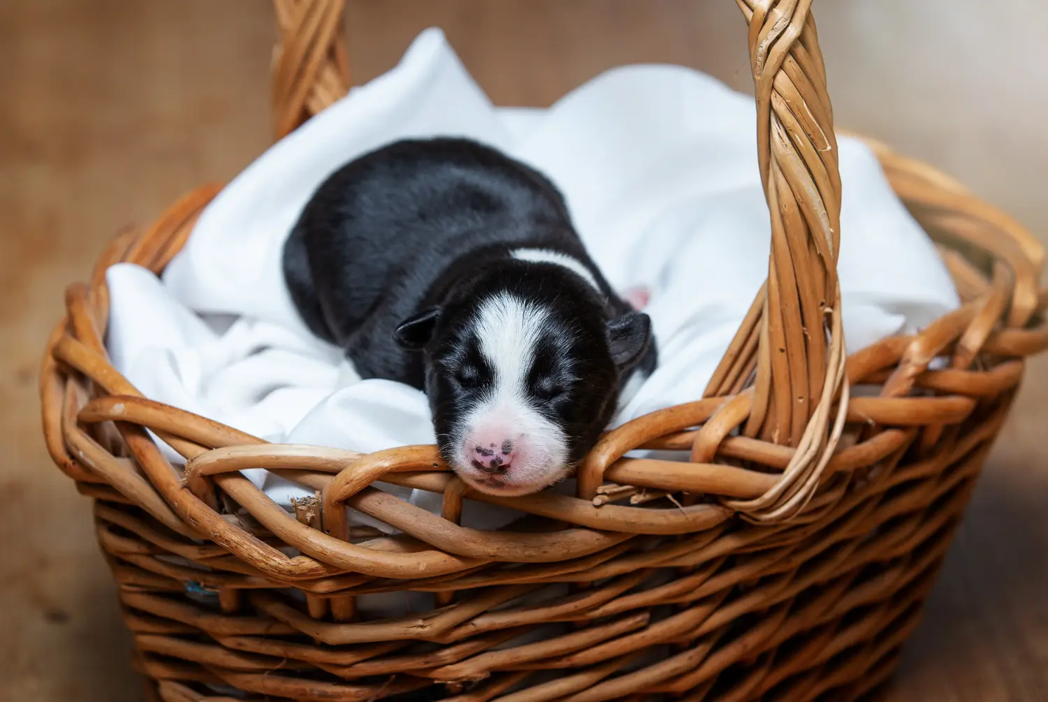 Een Border Collie puppy kopen betekent verantwoordelijkheid nemen! Border Collie puppy kopen.