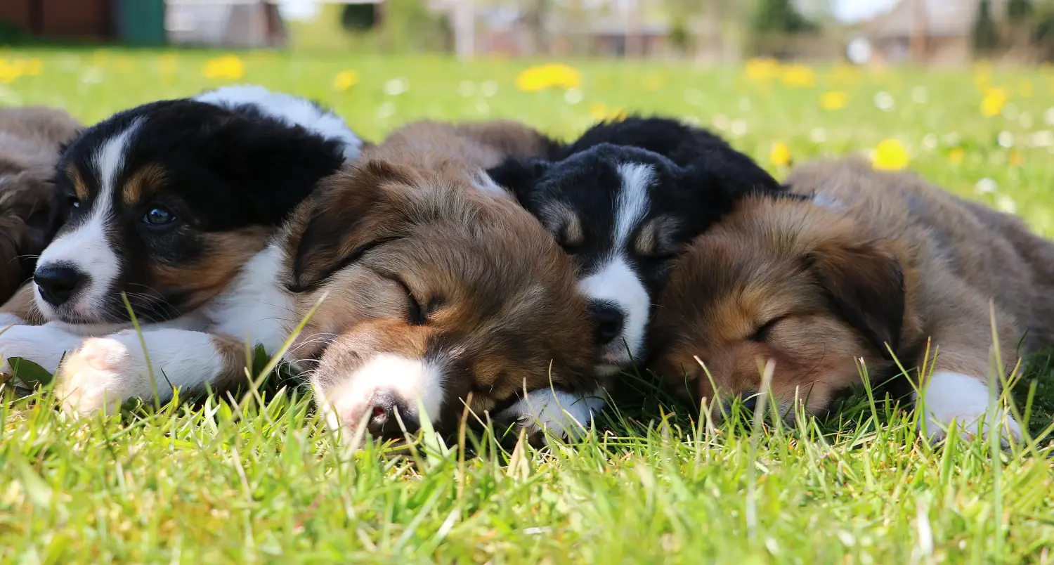 Een Border Collie puppy kopen betekent verantwoordelijkheid nemen! Border Collie puppy kopen.