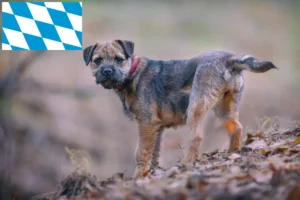 Lees meer over het artikel Border Terriër fokkers en puppies in Beieren