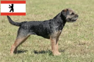 Lees meer over het artikel Border Terriër fokkers en pups in Berlijn
