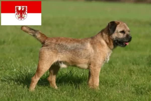 Lees meer over het artikel Border Terriër fokkers en pups in Brandenburg