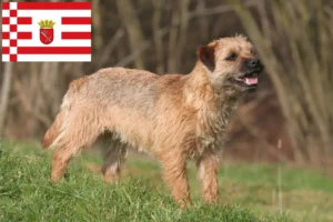 Lees meer over het artikel Border Terriër fokkers en pups in Bremen