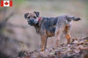 Lees meer over het artikel Border Terriër fokkers en puppy’s in Canada