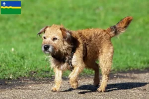 Lees meer over het artikel Border Terriër fokkers en puppies in Flevoland