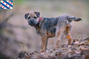 Lees meer over het artikel Border Terriër fokkers en pups in Friesland