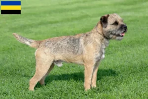 Lees meer over het artikel Border Terriër fokkers en pups in Gelderland