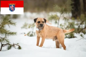 Lees meer over het artikel Border Terriër fokkers en pups in Hessen