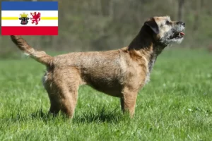 Lees meer over het artikel Border Terriër fokkers en pups in Mecklenburg-Vorpommern