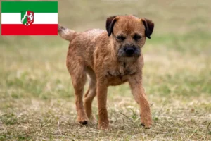 Lees meer over het artikel Border Terriër fokkers en pups in Noordrijn-Westfalen