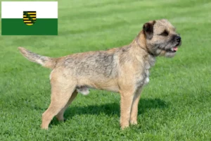 Lees meer over het artikel Border Terriër fokkers en pups in Saksen