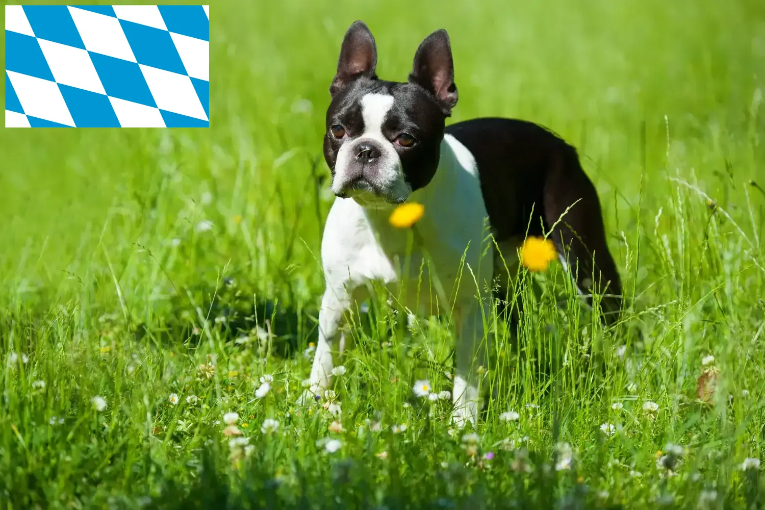 Boston Terrier puppies en fokkers Bavaria Vind hier Boston Terrier fokkers in Beieren.