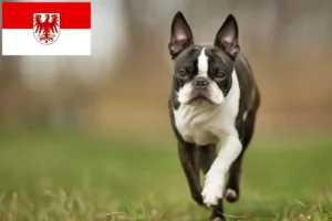 Lees meer over het artikel Boston Terrier fokkers en pups in Brandenburg