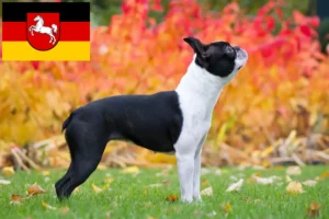 Lees meer over het artikel Boston Terrier fokkers en pups in Nedersaksen