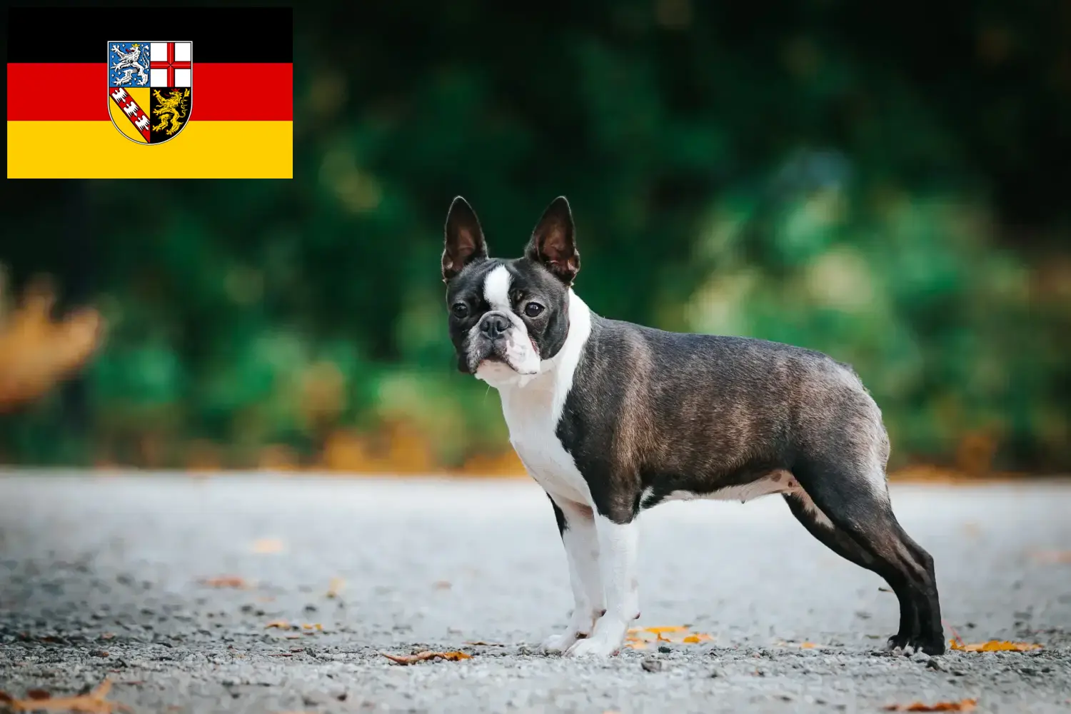 Boston Terrier puppies en fokkers Saarland Vind hier Boston Terrier fokkers im Saarland.