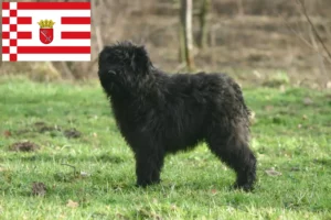 Lees meer over het artikel Bouvier des Flandres fokkers en pups in Bremen