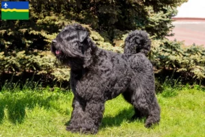 Lees meer over het artikel Bouvier des Flandres fokkers en pups in Flevoland