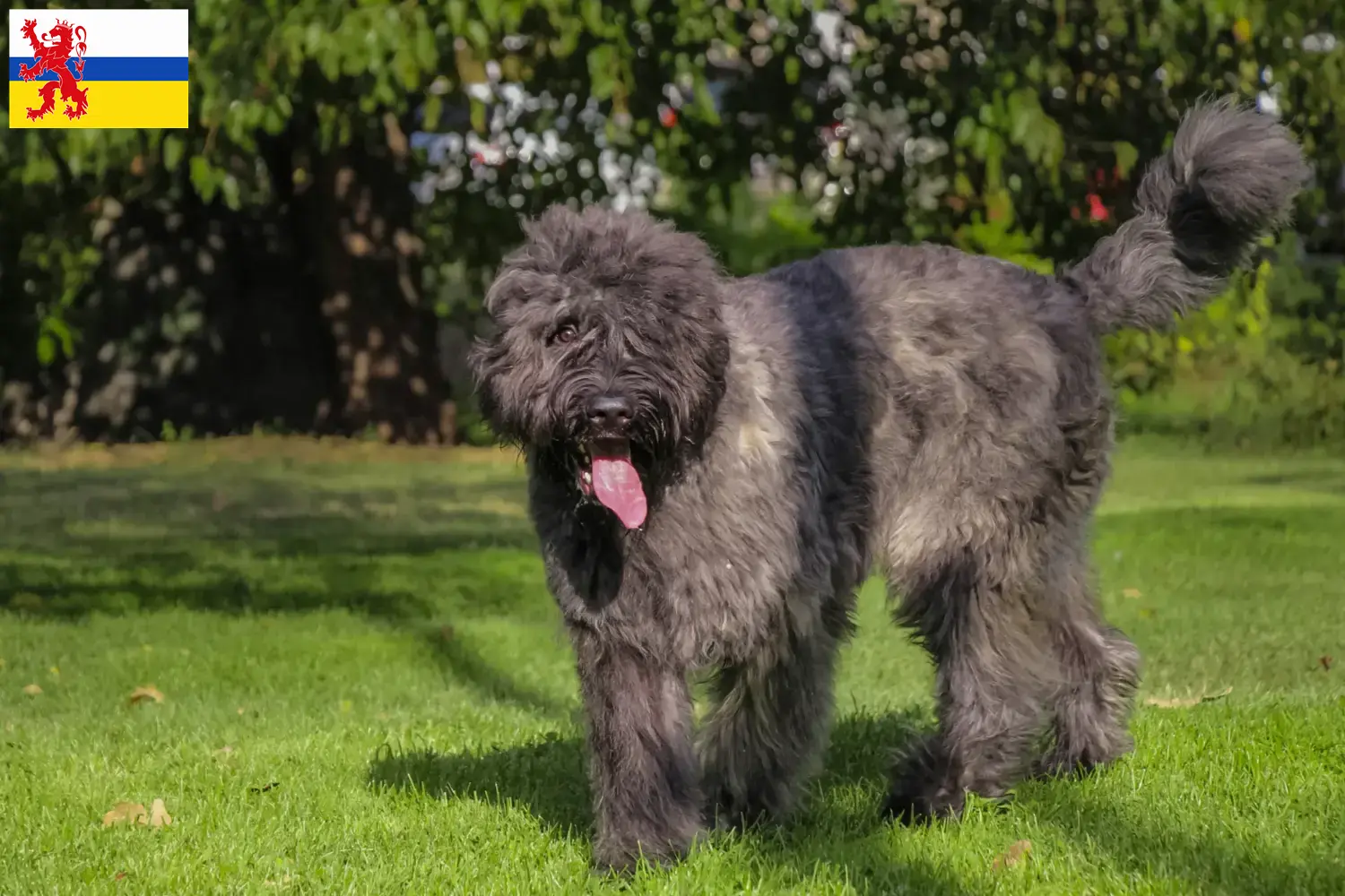 Bouvier des Flandres pups en fokkers Limburg Hier vind je Bouvier des Flandres fokkers in Limburg.