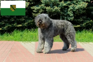 Lees meer over het artikel Bouvier des Flandres fokkers en pups in Saksen