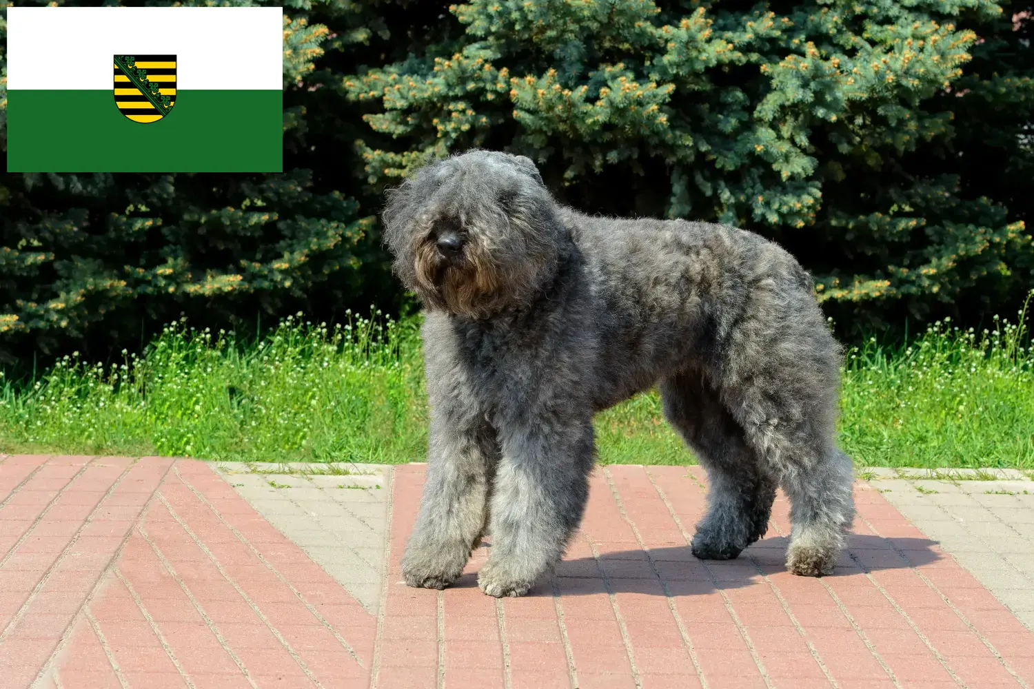 Bouvier des Flandres pups en fokkers Saksen Hier vind je Bouvier des Flandres fokkers in Saksen.