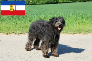 Lees meer over het artikel Bouvier des Flandres fokkers en pups in Sleeswijk-Holstein