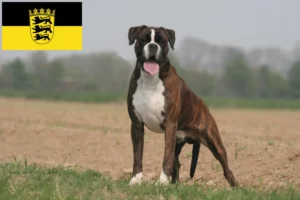 Lees meer over het artikel Boxer fokkers en pups in Baden-Württemberg