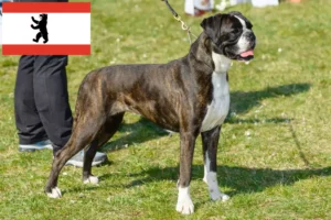 Lees meer over het artikel Boxer fokkers en puppies in Berlijn