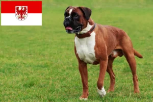 Lees meer over het artikel Boxer fokkers en puppies in Brandenburg