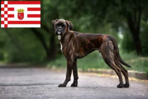 Lees meer over het artikel Boxer fokkers en puppies in Bremen