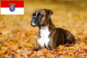 Lees meer over het artikel Boxer fokkers en pups in Hessen