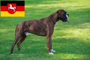 Lees meer over het artikel Boxer fokkers en puppies in Nedersaksen