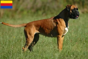 Lees meer over het artikel Boxer fokkers en pups in Noord-Holland