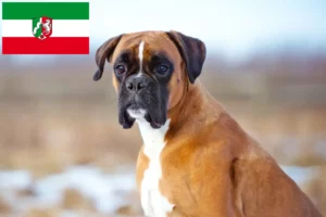 Lees meer over het artikel Boxer fokkers en pups in Noordrijn-Westfalen