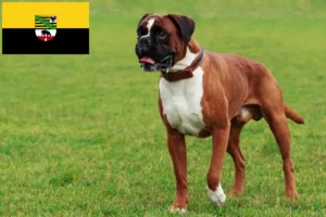 Lees meer over het artikel Boxer fokkers en puppies in Saksen-Anhalt