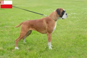 Lees meer over het artikel Boxer fokkers en puppies in Utrecht