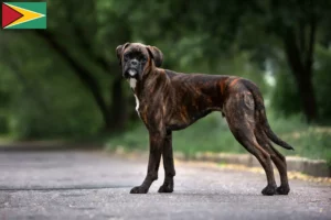 Lees meer over het artikel Boxer fokkers en puppies in Guyana